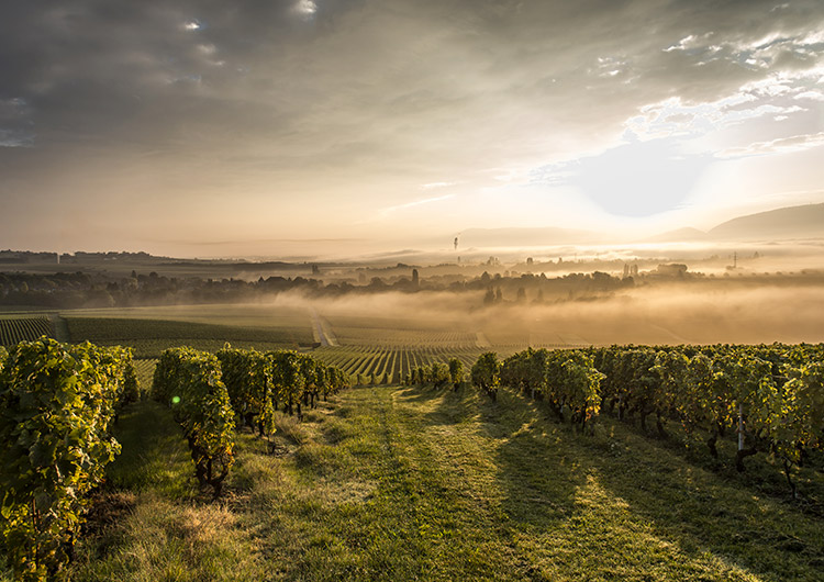 Découvrez les vins